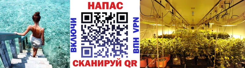 Канабис сатива  OMG сайт  Кукмор 